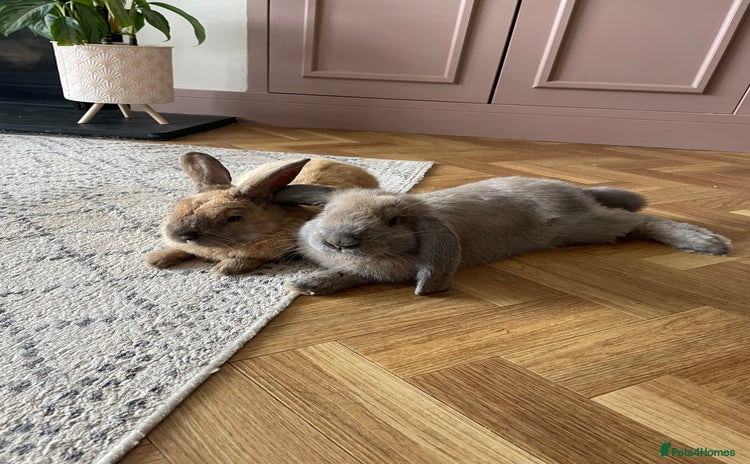 French Lop rabbits - Advert 1