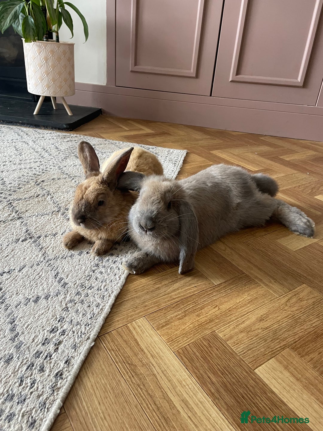French Lop rabbits for sale: bonnie and barney bonded pair - Image 1