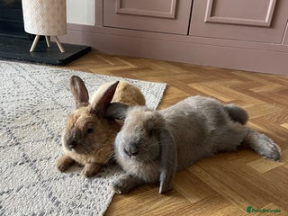 French Lop rabbits - Advert 9