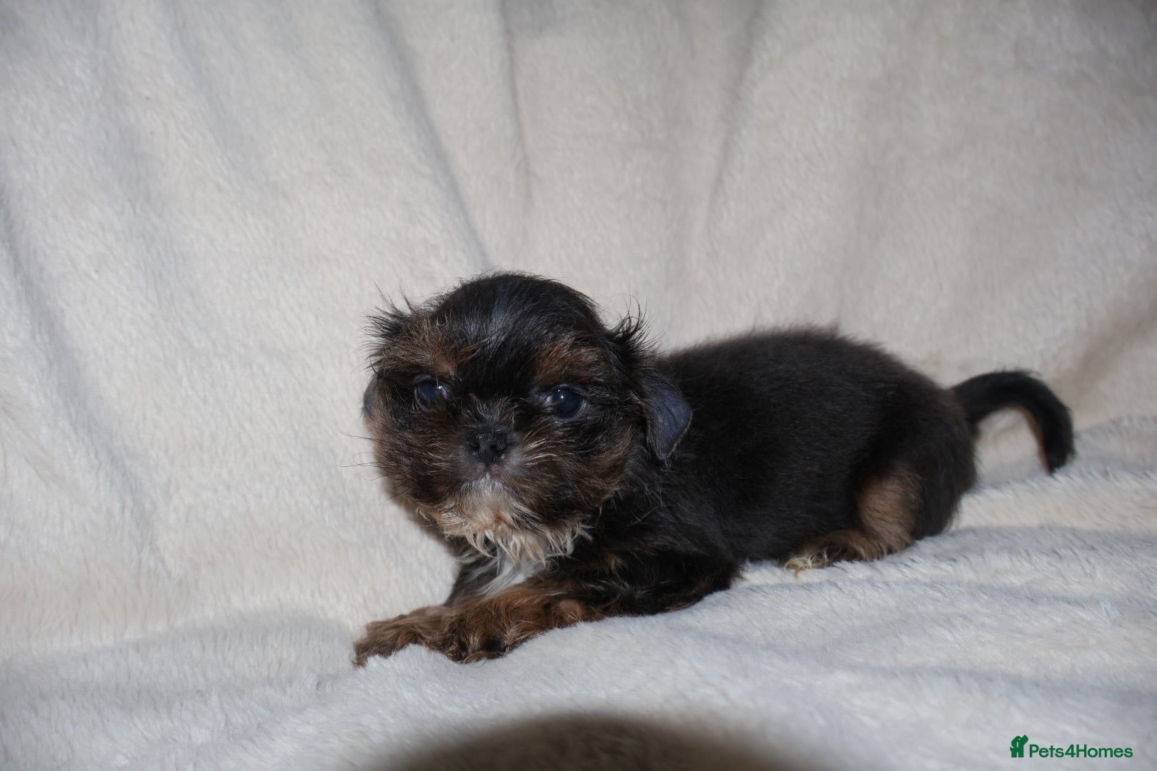 Shih Tzu dogs ‼️LAST BLUE DOBBIE BOY‼️ - Advert 3