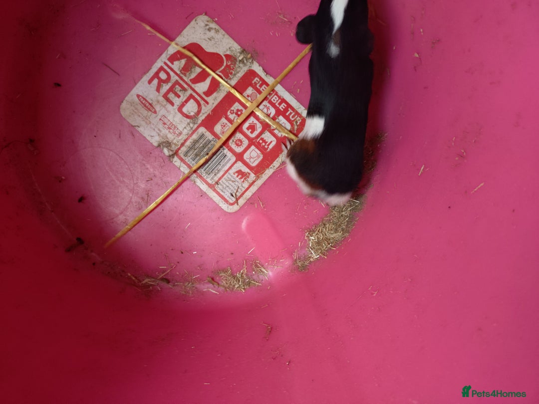 Guinea Pig rodents for sale: guinea pigs baby's and a adult female  - Image 7