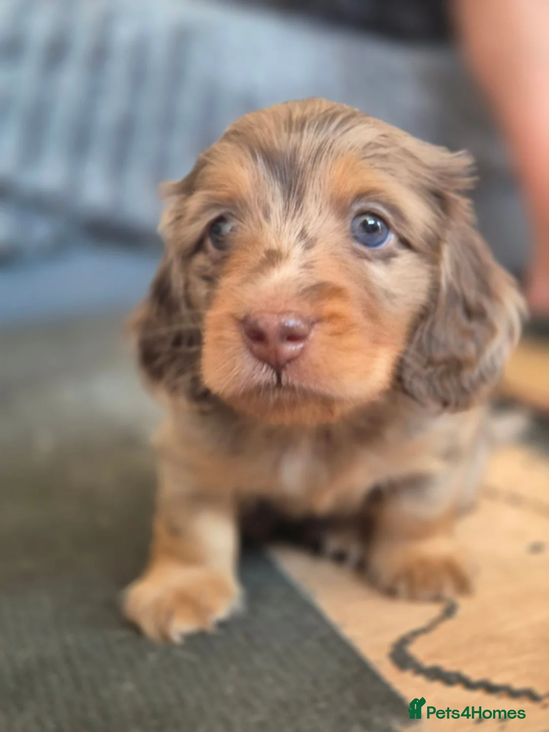 Miniature Dachshund dogs for sale: Long Hair Miniature Dachshund Puppy - Advert 1