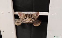 Mixed Breed cats for sale: Ch417dp  - Image 1