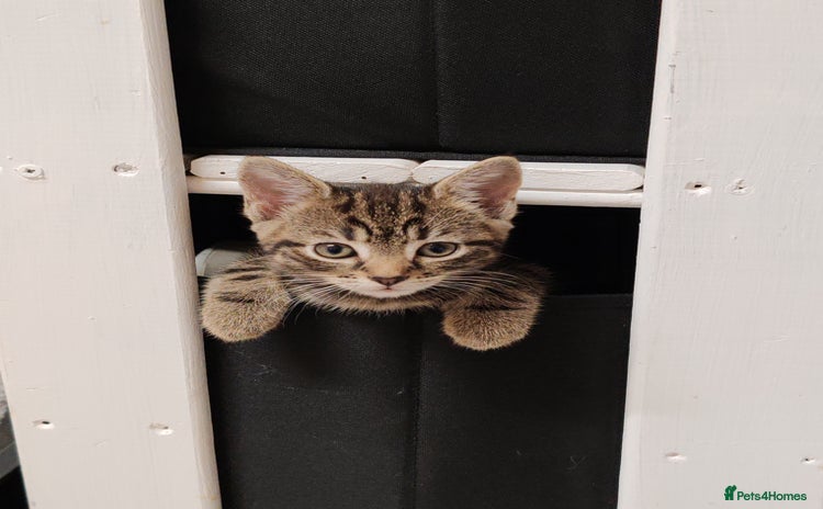 Mixed Breed cats - Advert 9