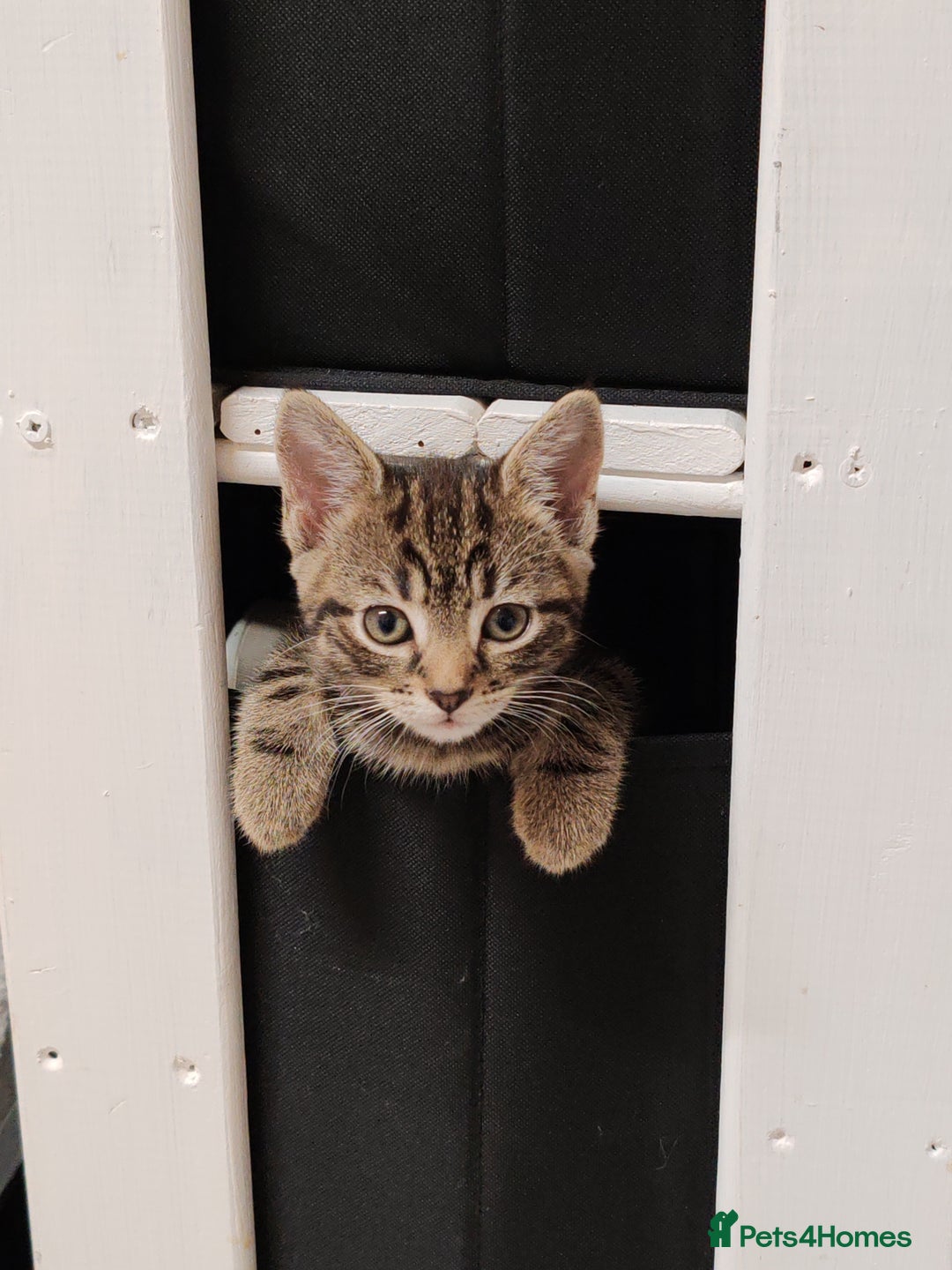 Mixed Breed cats for sale: Ch417dp  - Image 1