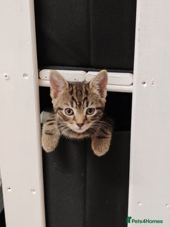 Mixed Breed cats - Advert 1