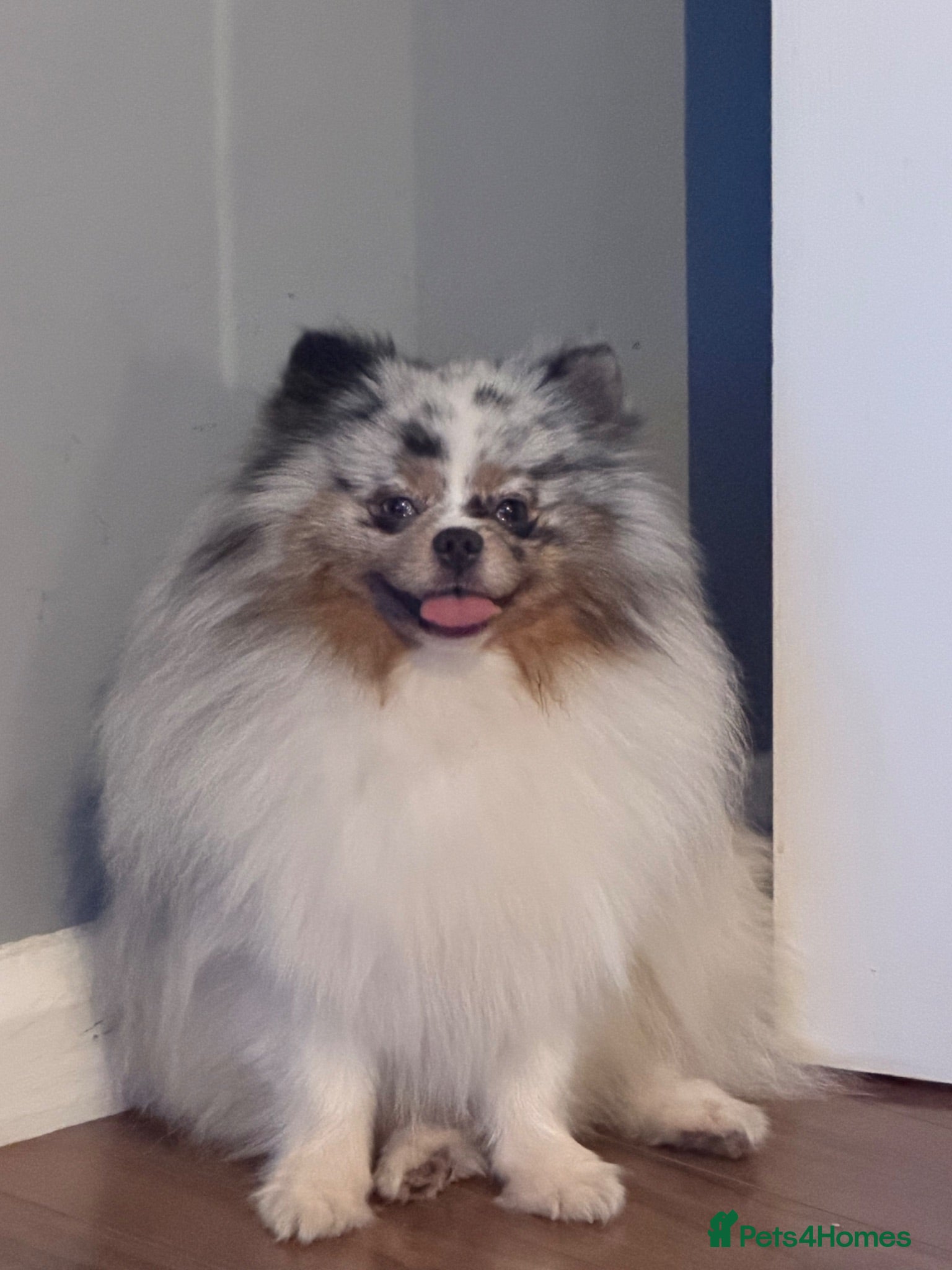 Pomeranian dogs Russian 🇷🇺 import Pomeranian💙 - Advert 1