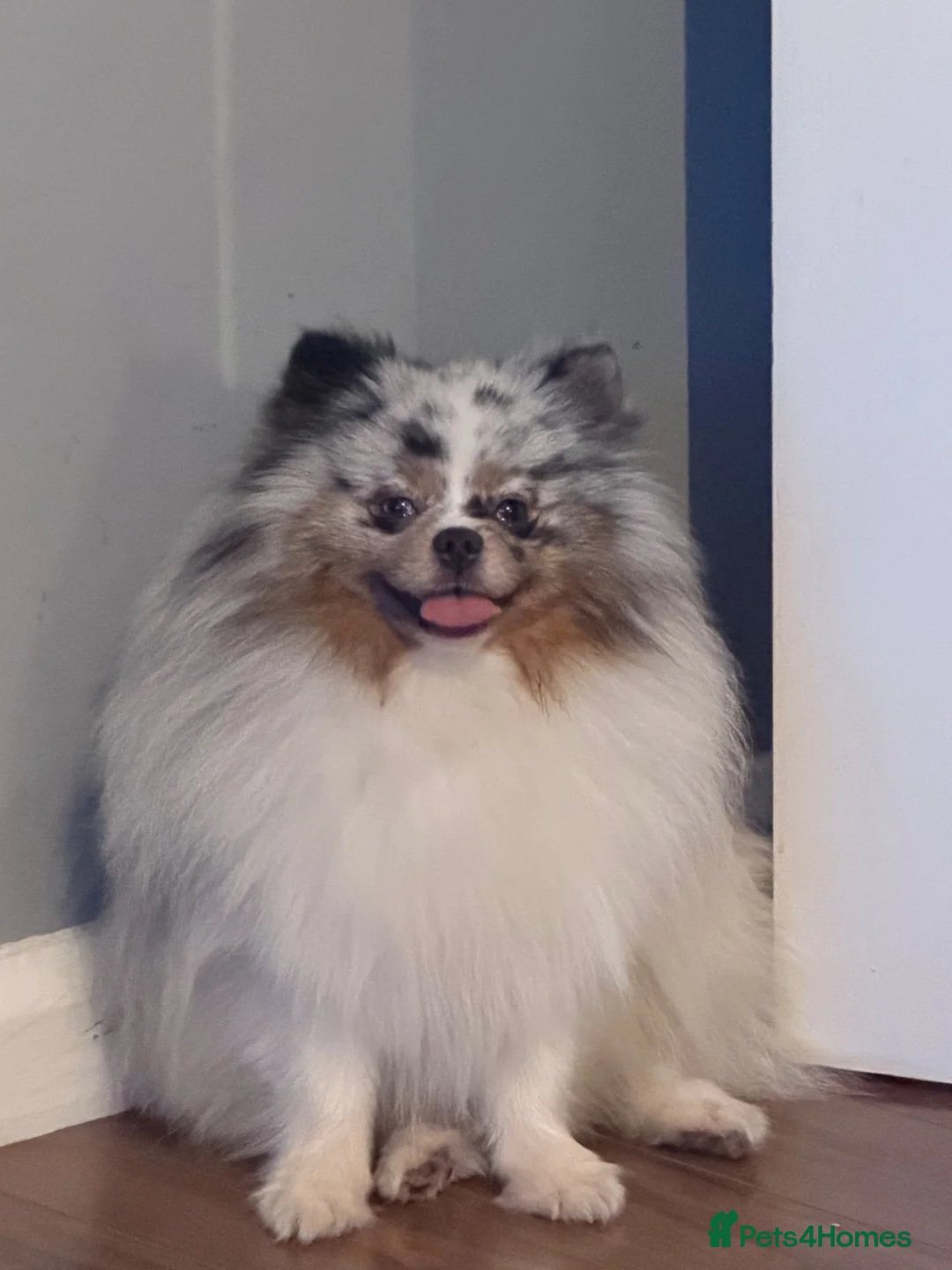 Pomeranian dogs for stud: Russian 🇷🇺 import Pomeranian💙 - Advert 1