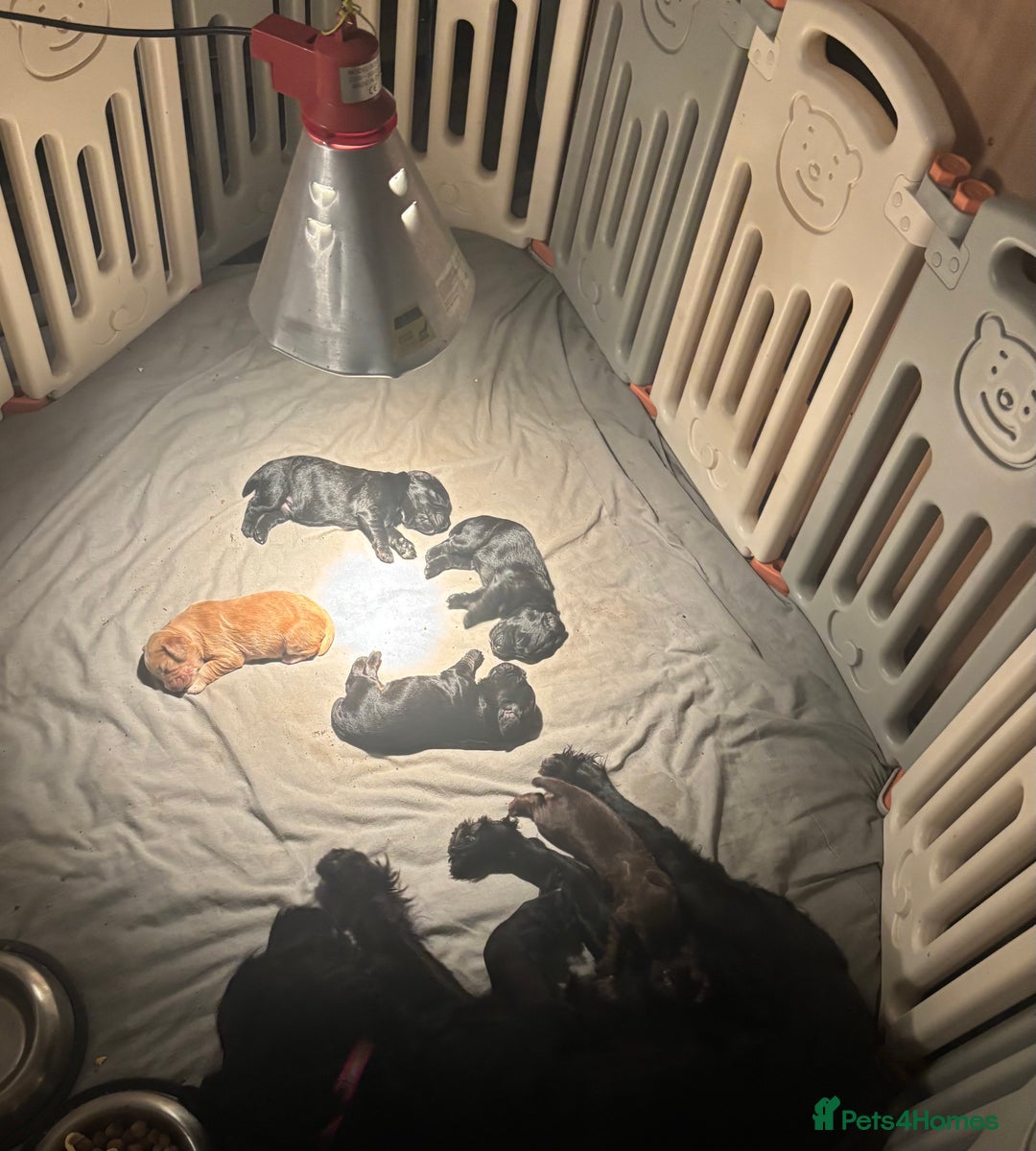 Cocker Spaniel dogs for sale: Working Cocker Spaniel Puppies - Advert 6