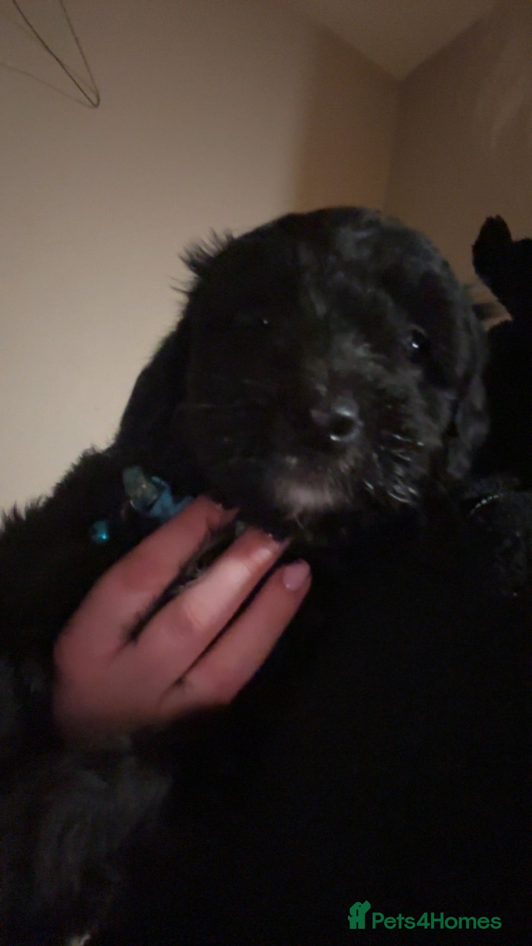 Cockapoo dogs for sale: Cockapoo for sale - Advert 15