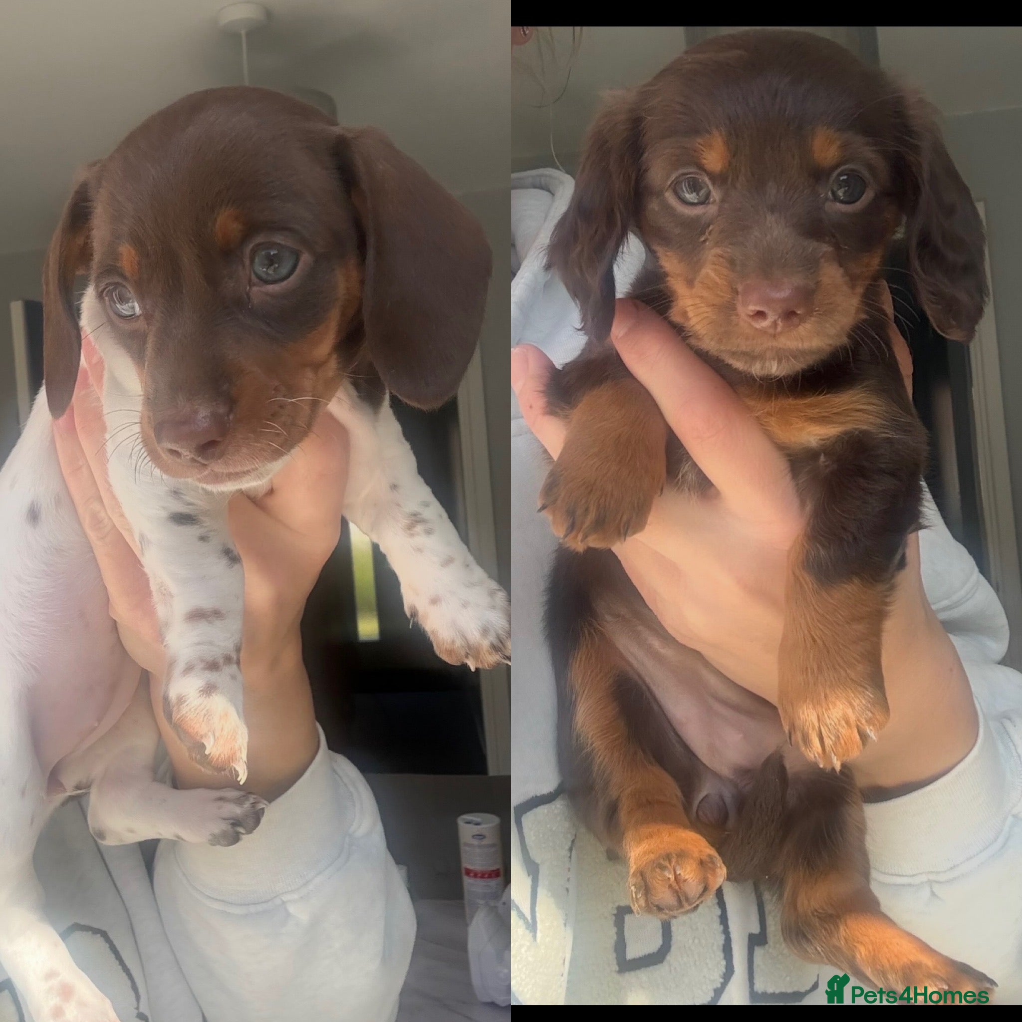 Miniature Dachshund dogs  2 female left Kc reg mini dachshund for sale   - Advert 6