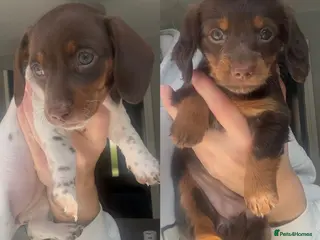 Miniature Dachshund dogs 2 female left Kc reg mini dachshund for sale - Advert 6