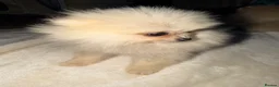 Pomeranian dogs for sale: ✨ Exceptional Pomeranian Puppies – KC Reg ✨ - Advert 17
