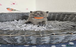 British Shorthair cats for sale: Gccf British Shorthair kittens  - Image 16