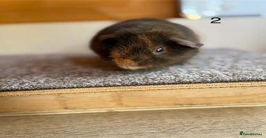 Guinea Pig rodents - Advert 2