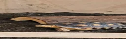 Tortoise reptiles for sale: sulcater tortiose  in Lewes - Advert 2