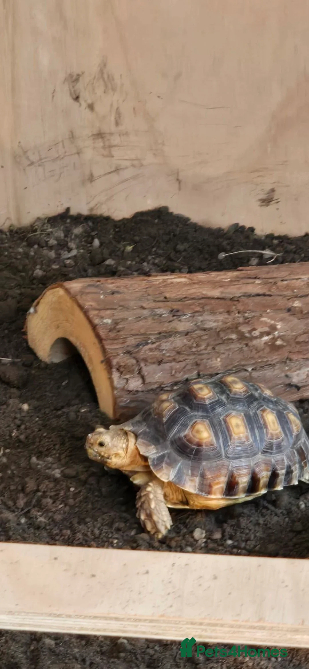 Tortoise reptiles for sale: sulcater tortiose  in Lewes - Advert 2