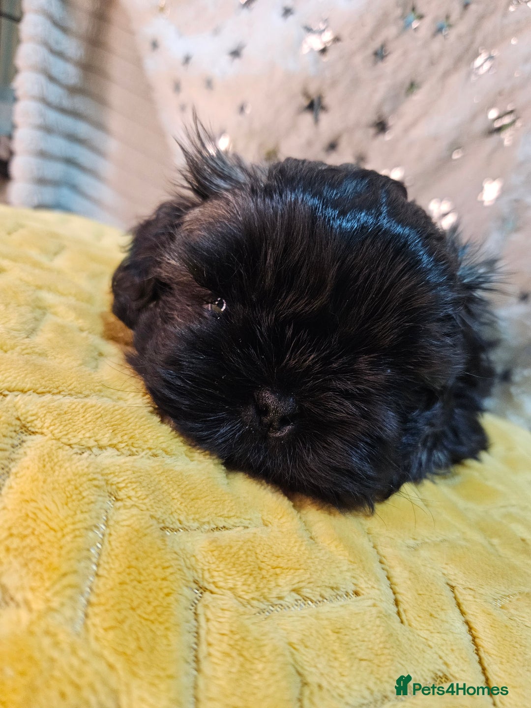 Shih Tzu dogs for sale: Adorable Shih I Puppies For Sale - 3 Boys & 1 Girl - Advert 10
