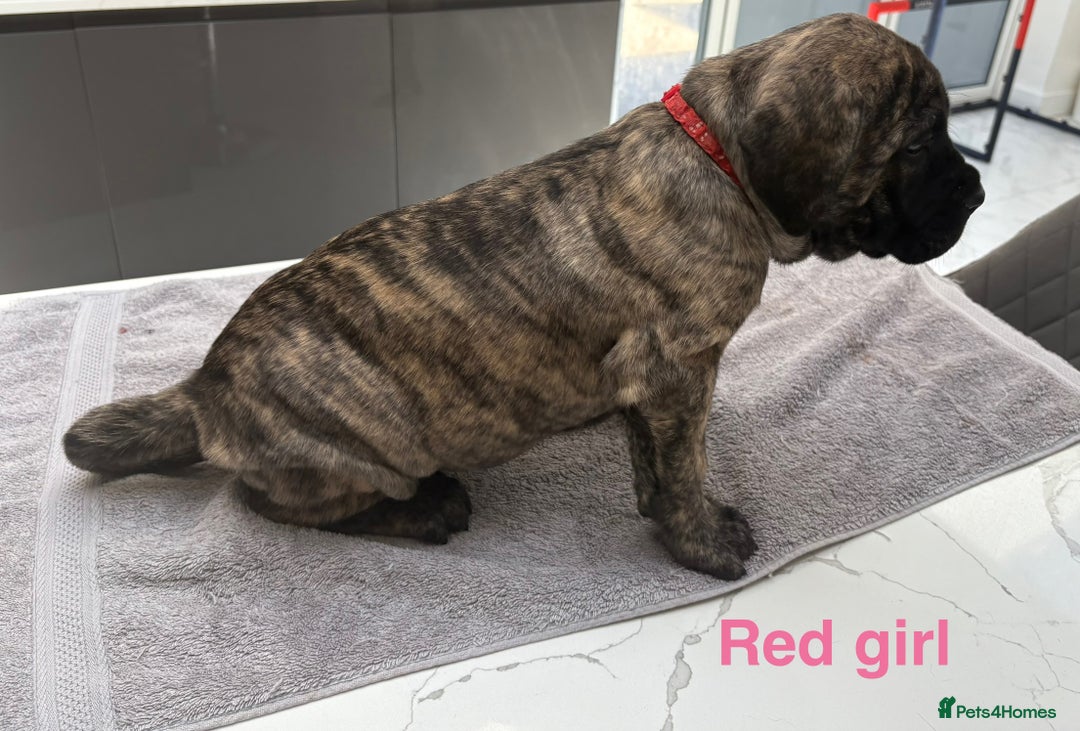 Cane Corso dogs for sale: Cane Corso puppies  - Image 6