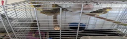 Canaries birds for sale: 6 canaries for sale - Advert 6
