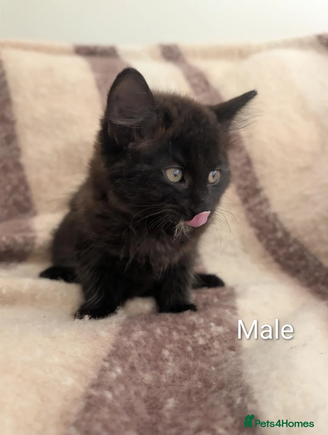 Mixed Breed cats for sale: Playful  9-Week-Old Kittens Ready For Loving Homes in Norwich - Advert 6