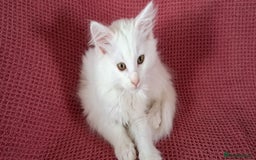 Norwegian Forest Cat cats for sale: Full Norwegian forest cat kittens - Image 15