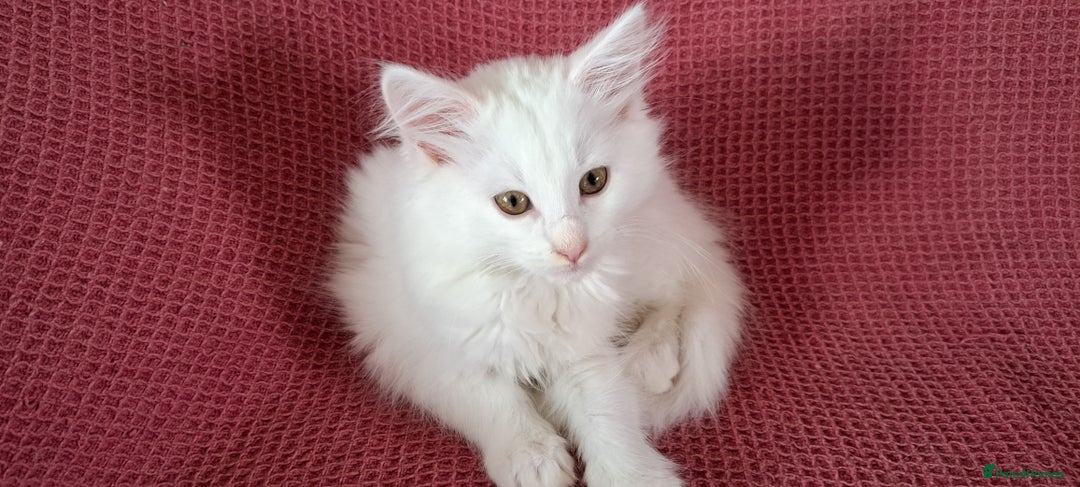 Norwegian Forest Cat cats for sale: Full Norwegian forest cat kittens - Image 15