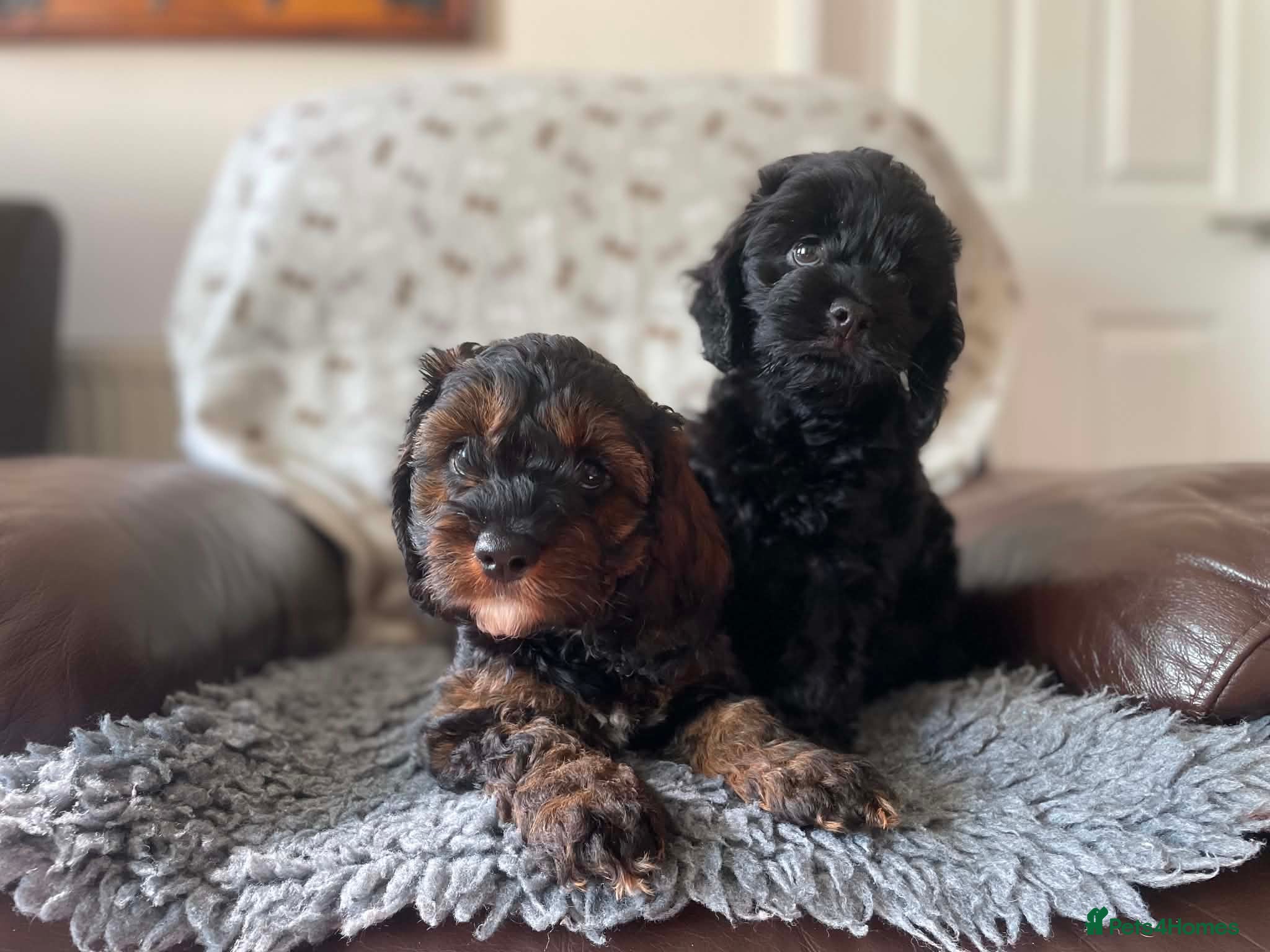 Cockapoo dogs Stunning American cockapoos - Advert 12