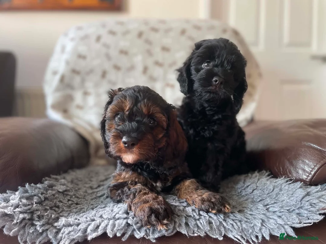 Cockapoo dogs for sale: Stunning American cockapoos - Advert 1