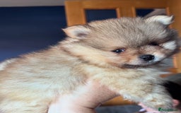 Pomeranian dogs for sale: 🏆 KC HEALTH TESTED POMERANIAN PUPPIES 🏆  - Image 17