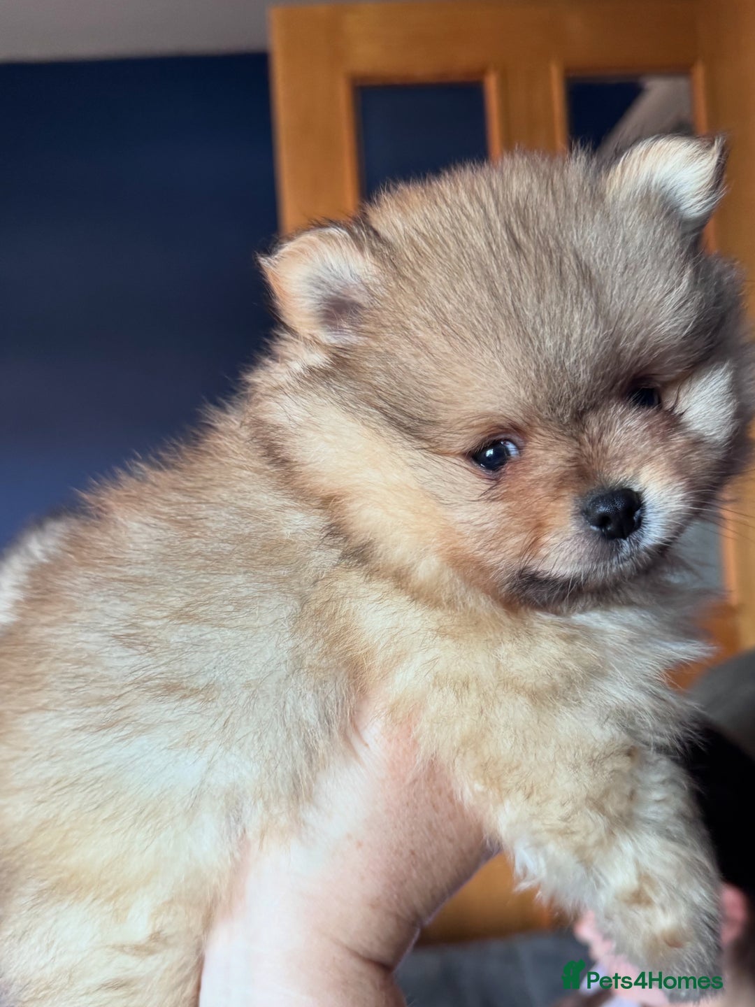 Pomeranian dogs for sale: 🏆 KC HEALTH TESTED POMERANIAN PUPPIES 🏆  - Image 17
