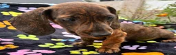 Dachshund dogs for sale: Dachshund Puppies ready for their forever homes - Advert 15