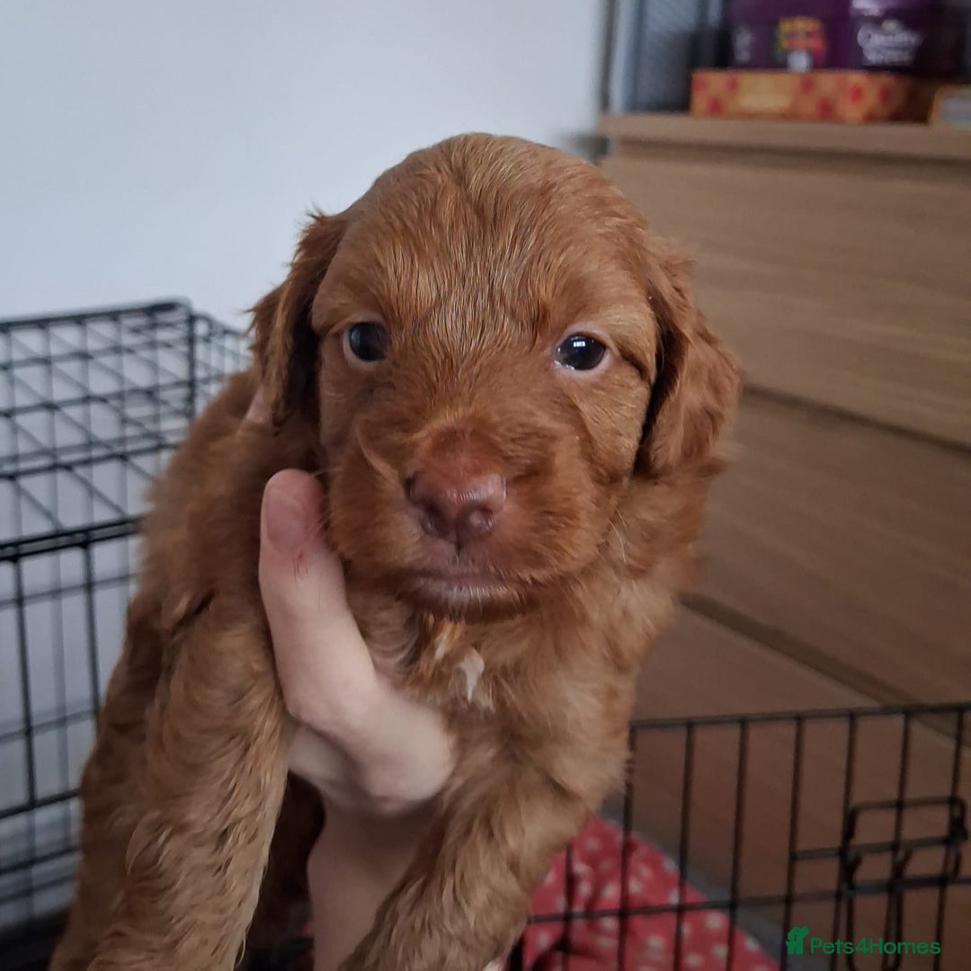 Cockapoo dogs for sale: ** ADORABLE COCKAPOO PUPPIES ** - Advert 12