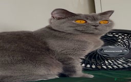 British Shorthair cats for sale: “Blue” British shorthair female  - Image 5