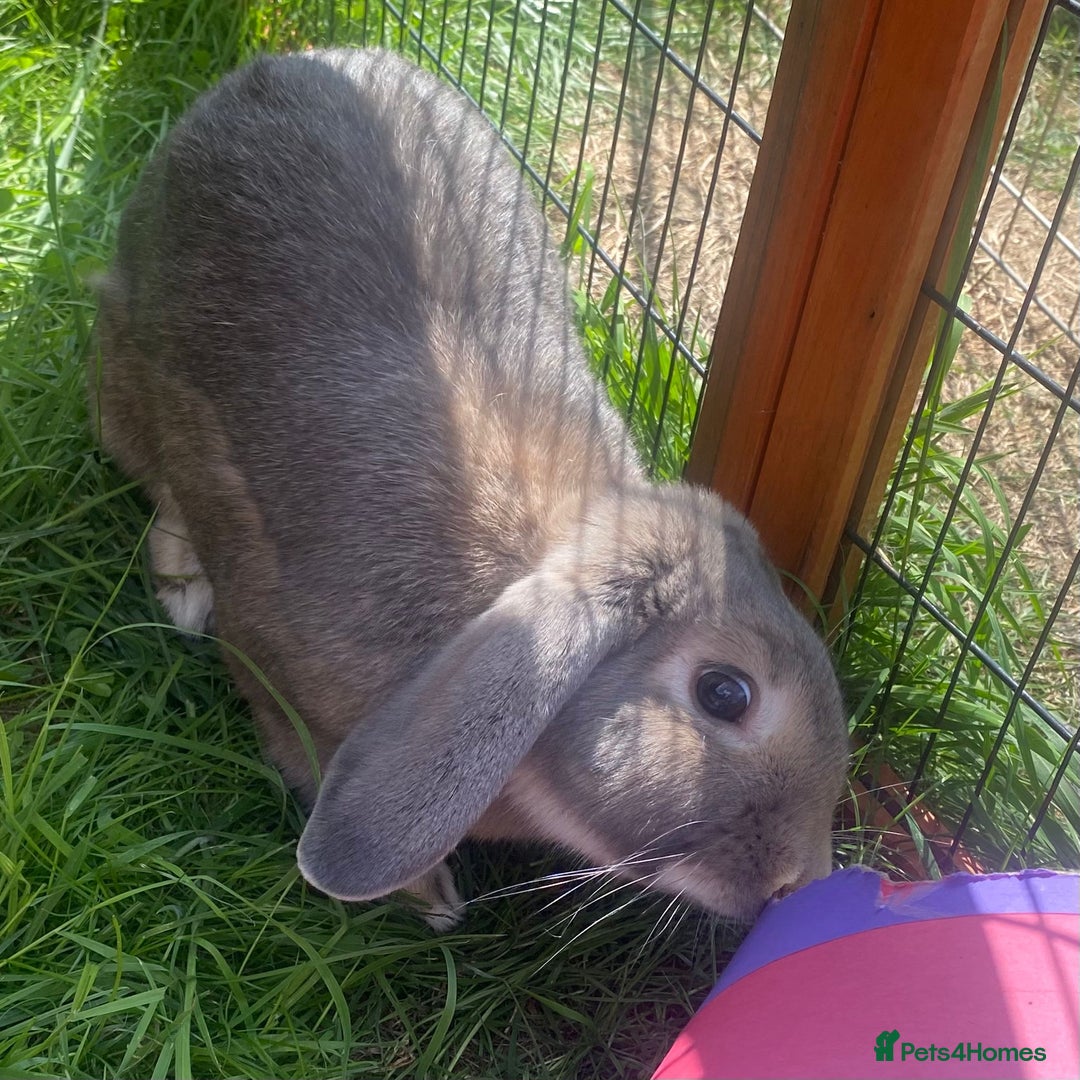 Dwarf Lop rabbits for sale: Castrated Male  - Image 4