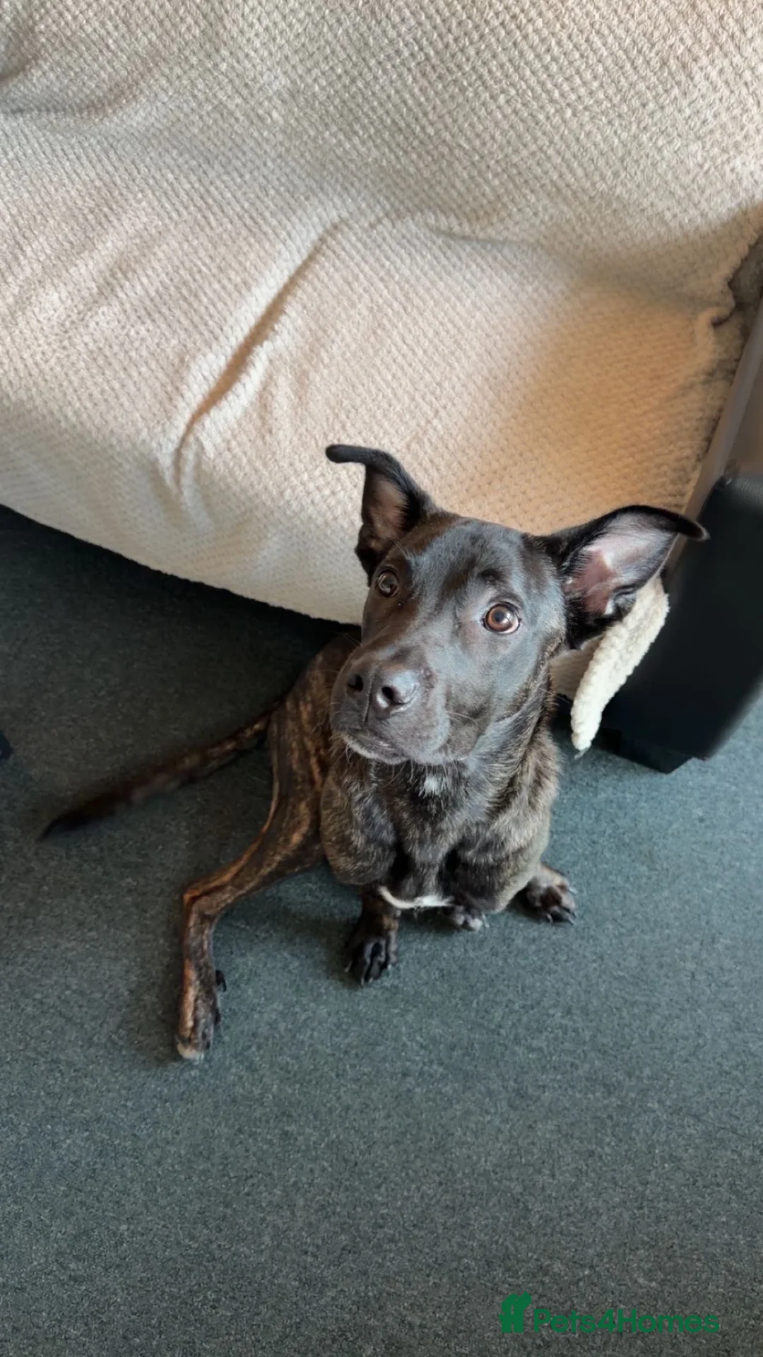 Mixed Breed dogs for sale: Mr Zeus in Birmingham - Advert 2