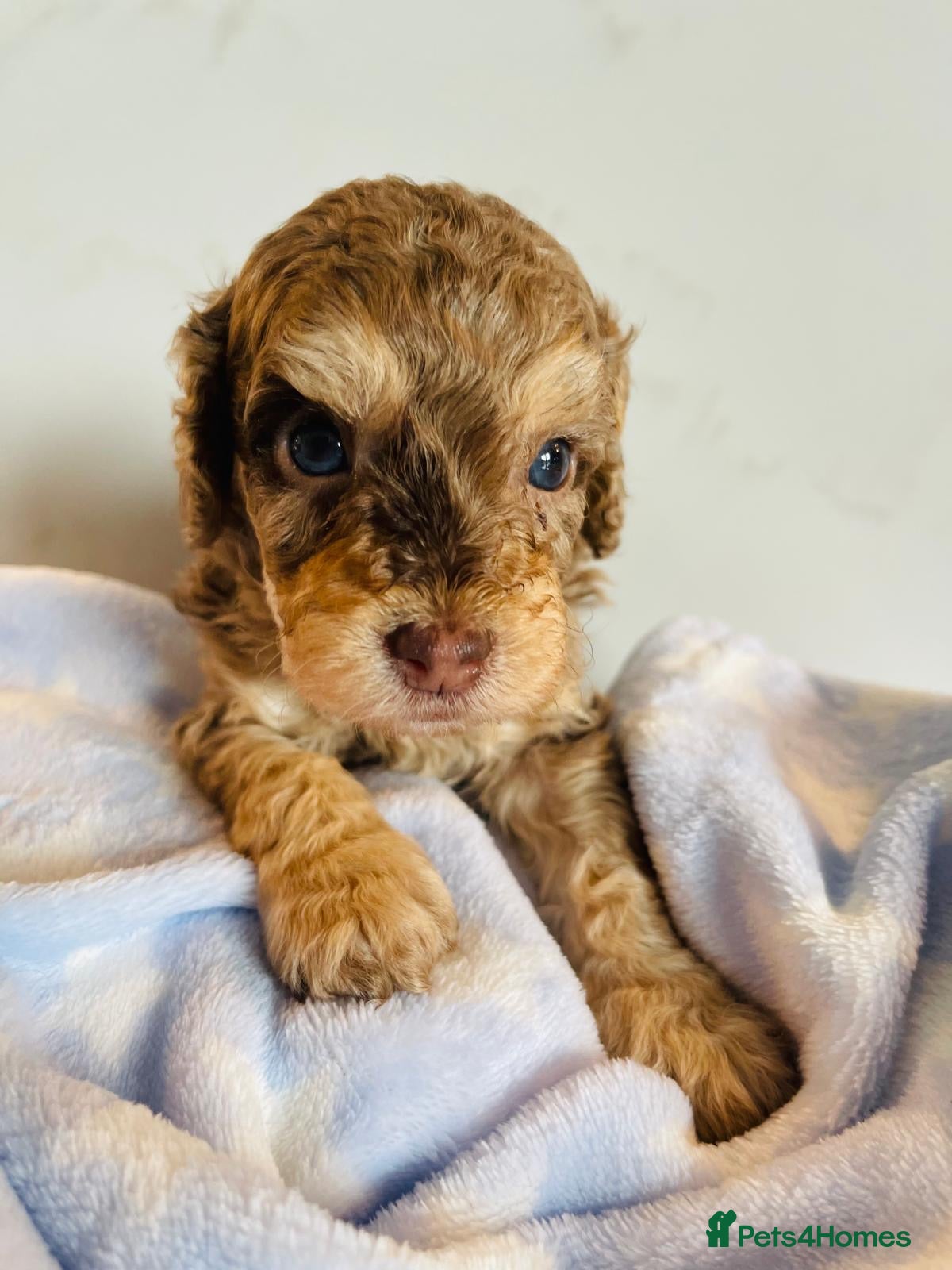 Cockapoo dogs Fully DNA tested stunning Cockapoo puppies - Advert 7