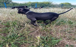 Staffordshire Bull Terrier dogs for sale: Staffy Puppy's for sell in Liverpool - Image 9