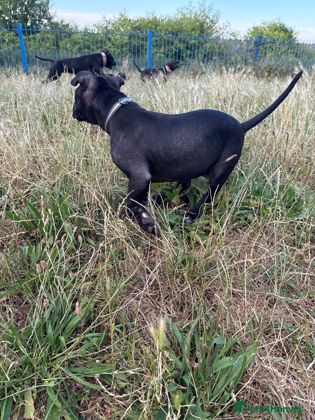 Staffordshire Bull Terrier dogs for sale: Staffy Puppy's for sell in Liverpool - Image 9