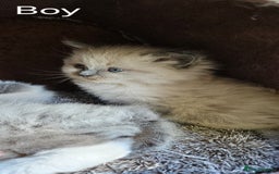 Ragdoll cats for sale: Pure Breed Ragdoll Kittens 1 Boy and 1 Girl - Image 4