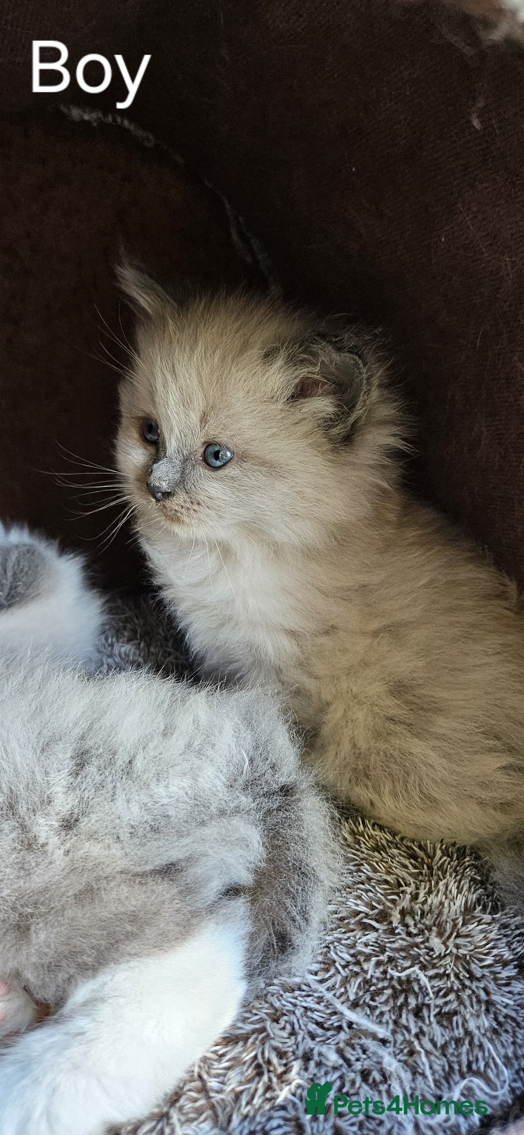 Ragdoll cats for sale: Pure Breed Ragdoll Kittens 1 Boy and 1 Girl - Image 4