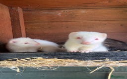 Ferret rodents for sale: ferret kits for sale  - Image 4