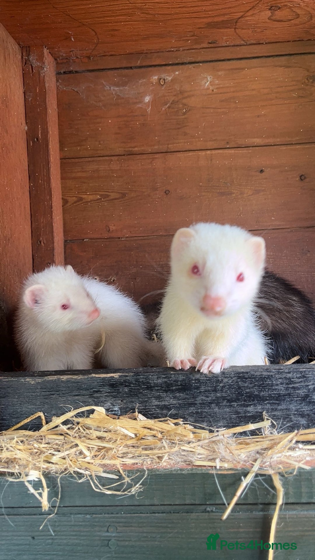 Ferret rodents for sale: ferret kits for sale  - Image 4