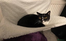 Mixed Breed cats for sale: 2 adorable cats looking for a new loving home - Image 9