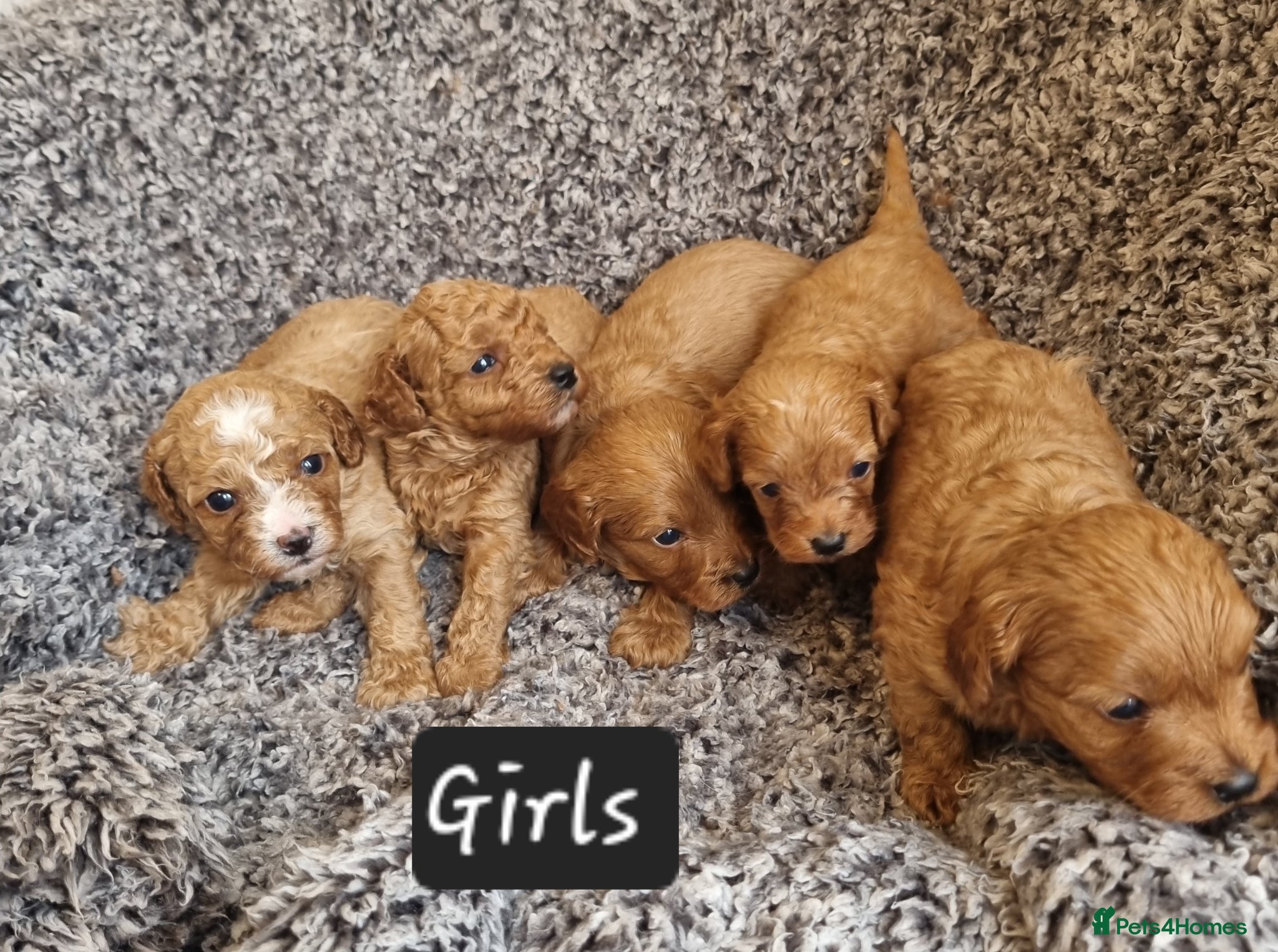 Cavapoo dogs Beautiful cavapoo puppies  - Advert 3
