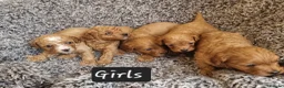Cavapoo dogs for sale: Beautiful cavapoo puppies  - Advert 1