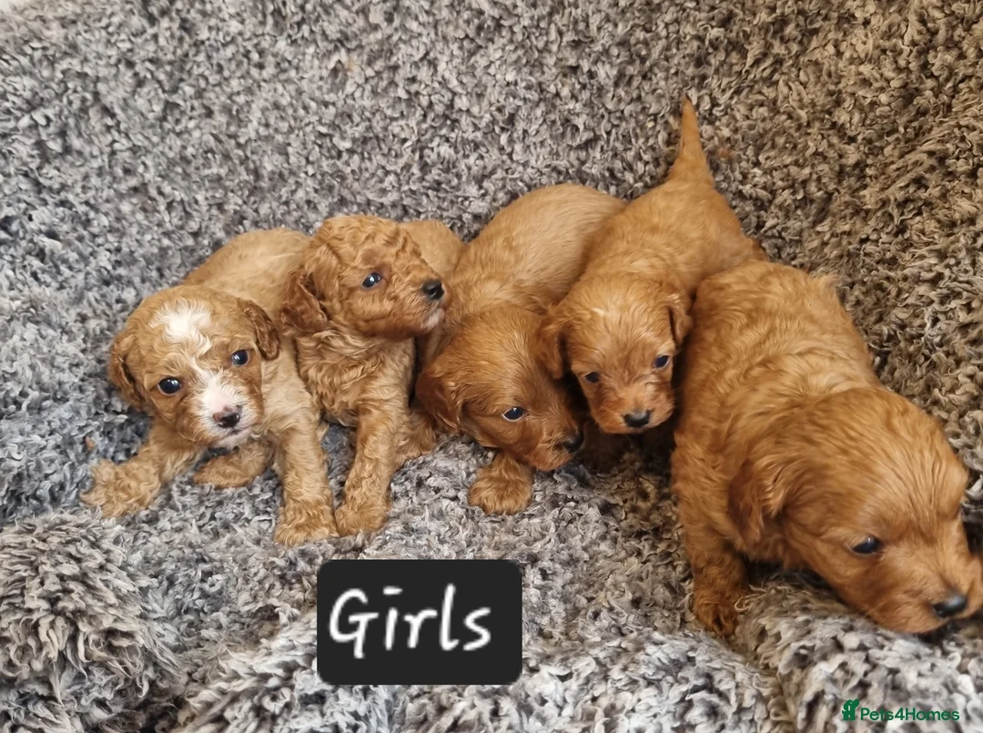 Cavapoo dogs for sale: Beautiful cavapoo puppies  - Advert 1