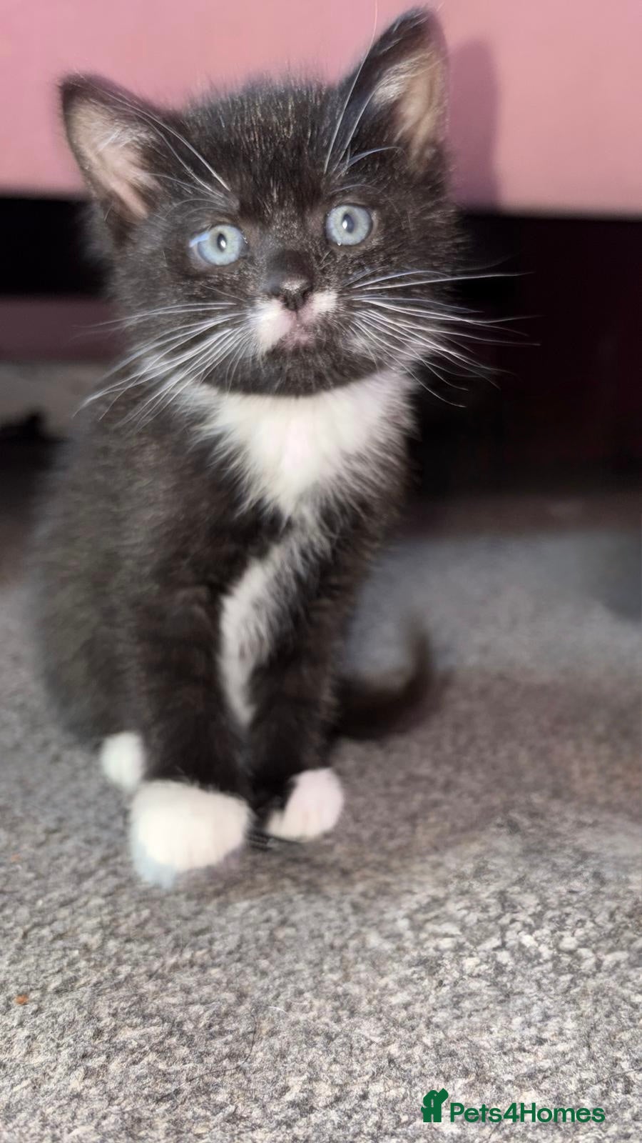 Mixed Breed cats Kittens  - Advert 9