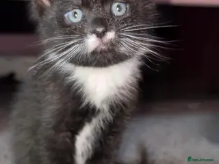 Mixed Breed cats Kittens - Advert 9