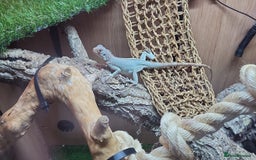 Iguana reptiles for sale: Snow zero iggy  - Image 6